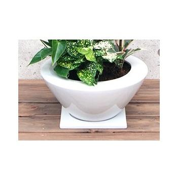 観葉植物 寄せ植え-7号浅陶器鉢 人気 ランキング : 観葉植物の生産直売