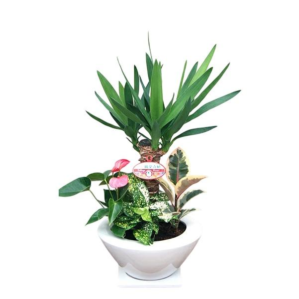 観葉植物 寄せ植え-7号浅陶器鉢 人気 ランキング : 観葉植物の生産直売