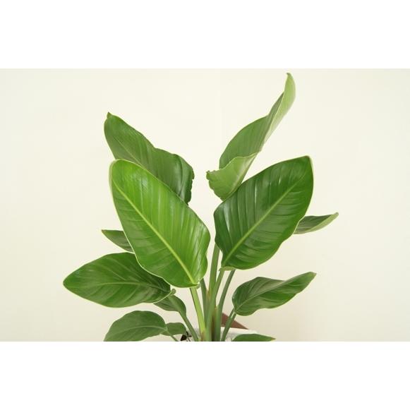 【引取限定】ストレリチア オーガスタ 陶器鉢 キャスター付き 数量限定販売】 観葉植物 大型 ストレリチア オーガスタ 高さ約