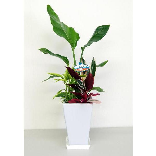 観葉 植物 インテリア 人気