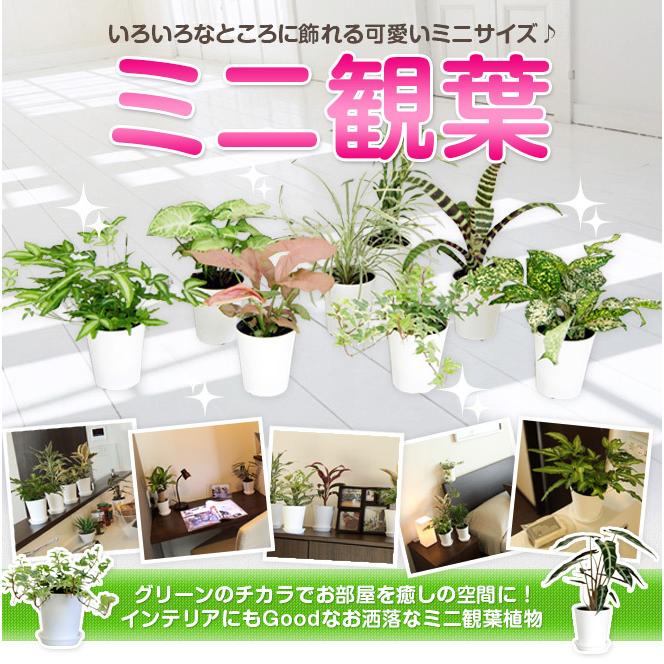 選べるミニ観葉植物 4鉢セット 送料無料 : 観葉植物の生産直売 選べるミニ観葉植物 4鉢セット 送料無料 : 観葉植物の生産直売
