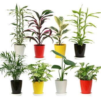 選べるミニ観葉植物 4鉢セット 送料無料 2 観葉植物の生産直売 幸せの花急便 通販 Yahoo ショッピング