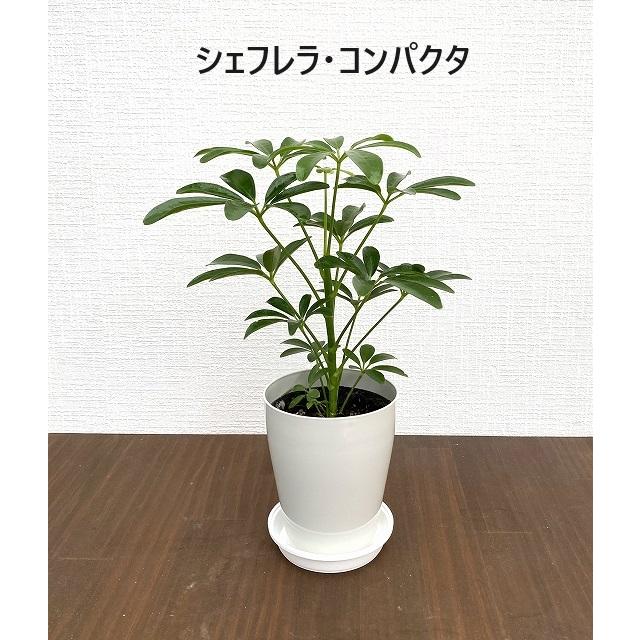 選べるミニ観葉植物 4鉢セット 送料無料 : 観葉植物の生産直売 選べるミニ観葉植物 4鉢セット 送料無料 : 観葉植物の生産直売