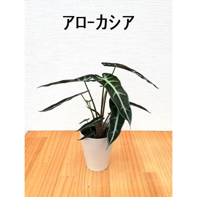 選べるミニ観葉植物 4鉢セット 送料無料 : 観葉植物の生産直売 幸せの
