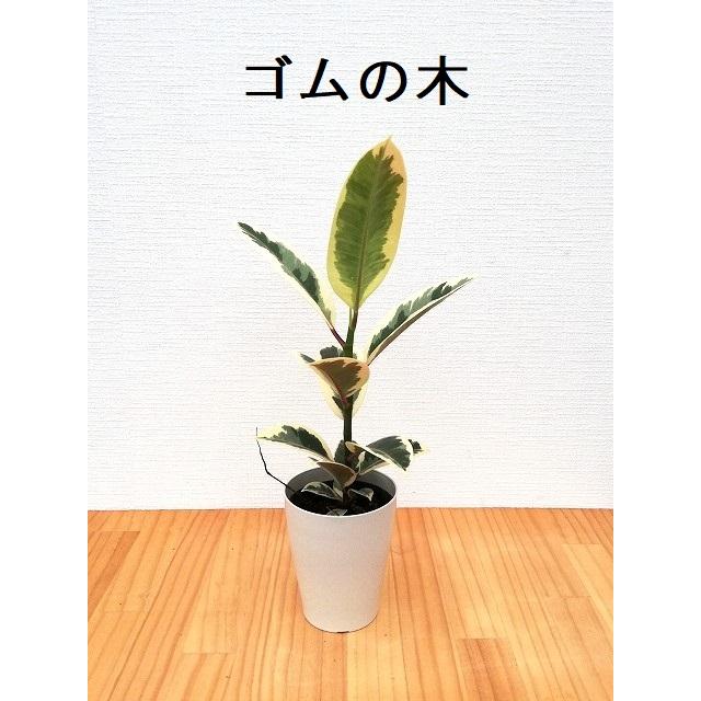 選べるミニ観葉植物 4鉢セット 送料無料 : 観葉植物の生産直売 幸せの