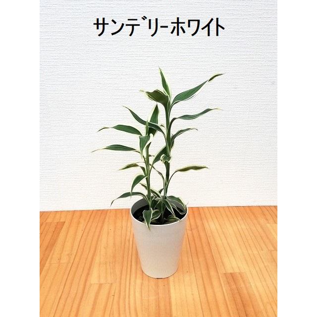 選べるミニ観葉植物 4鉢セット 送料無料 : 観葉植物の生産直売 幸せの花急便 - 通販 - Yahoo!ショッピング 選べるミニ観葉植物 4鉢セット 送料無料 : 観葉植物の生産直売 幸せの花急便 - 通販 - Yahoo!ショッピング