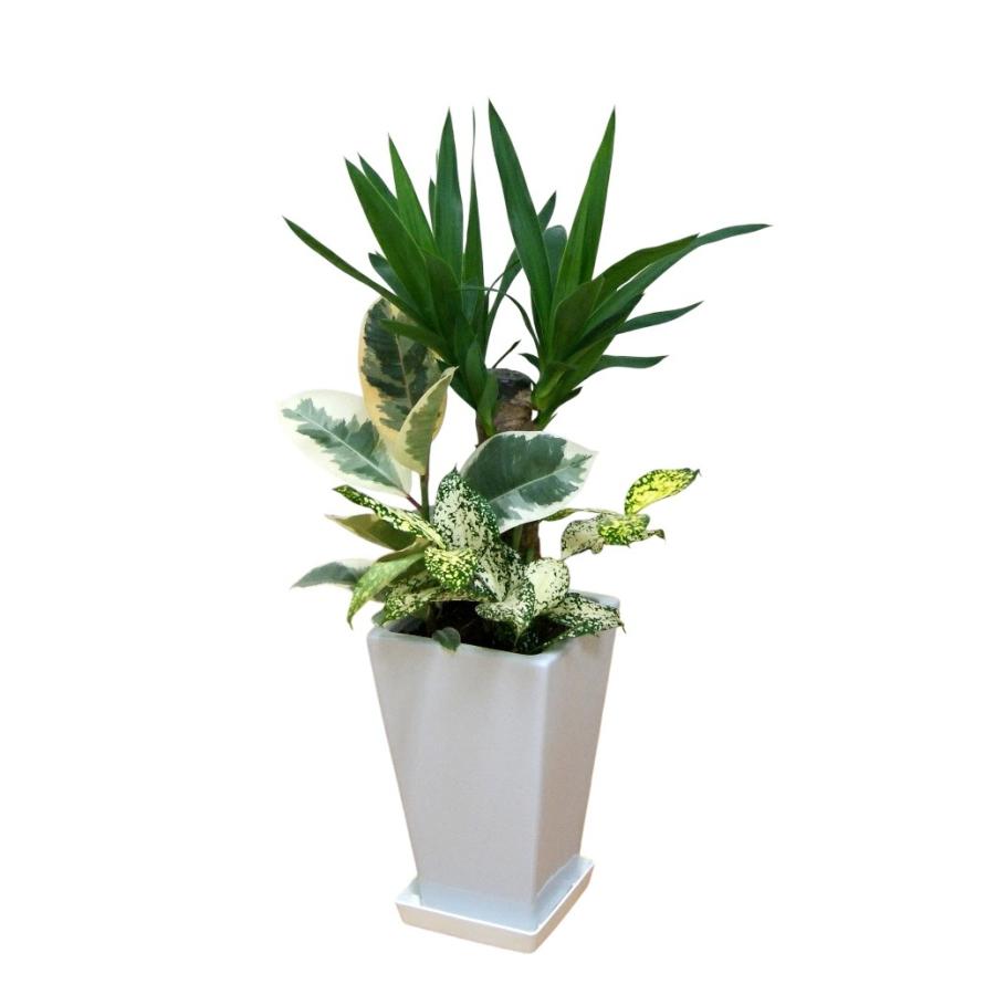 観葉植物 寄せ植え-6号陶器鉢-角丸 誕生日プレゼント インテリア 人気