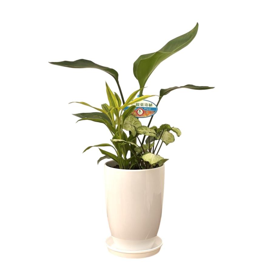 観葉植物 寄せ植え-6号陶器鉢-角丸 誕生日プレゼント インテリア 人気