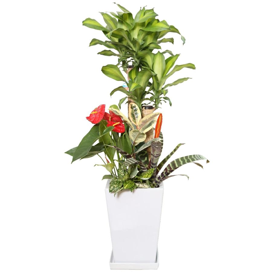 観葉植物 寄せ植え-9号陶器-角鉢 開店祝い 人気 大型 : 観葉植物の生産 