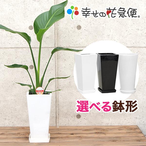 観葉植物 ストレリチア・オーガスタ6号鉢 おしゃれ : 観葉植物の生産