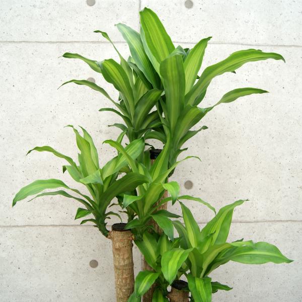 観葉植物 幸福の木8号プラスチック鉢(鉢カバー付) 高さ約120cm 佐川