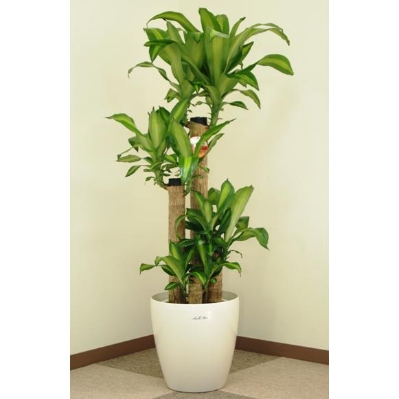 観葉植物 幸福の木8号プラスチック鉢(鉢カバー付) 高さ約120cm 佐川
