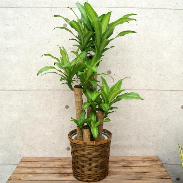 観葉植物 幸福の木8号プラスチック鉢(鉢カバー付) 高さ約120cm 佐川
