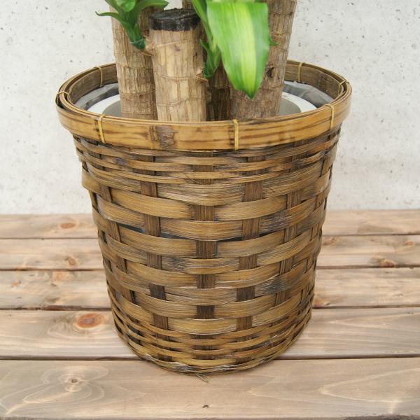 観葉植物 幸福の木8号プラスチック鉢(鉢カバー付) 高さ約120cm 佐川