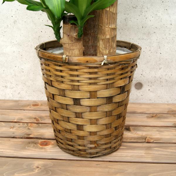 観葉植物 幸福の木7号プラスチック鉢(鉢カバー付)高さ約90cm 4月上旬