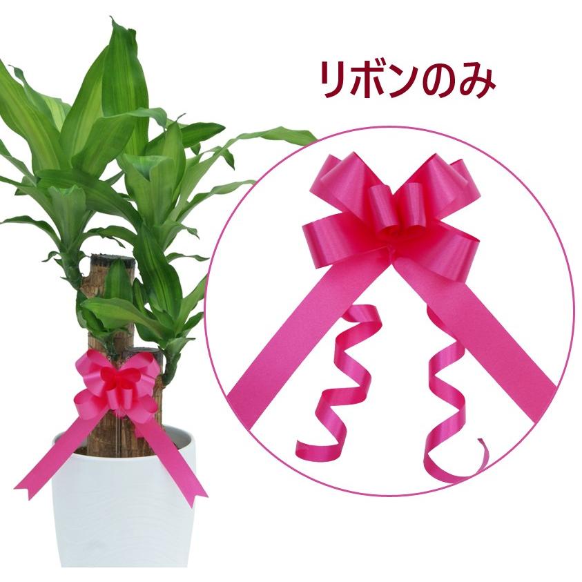 観葉植物 幸福の木7号プラスチック鉢(鉢カバー付)高さ約90cm 4月