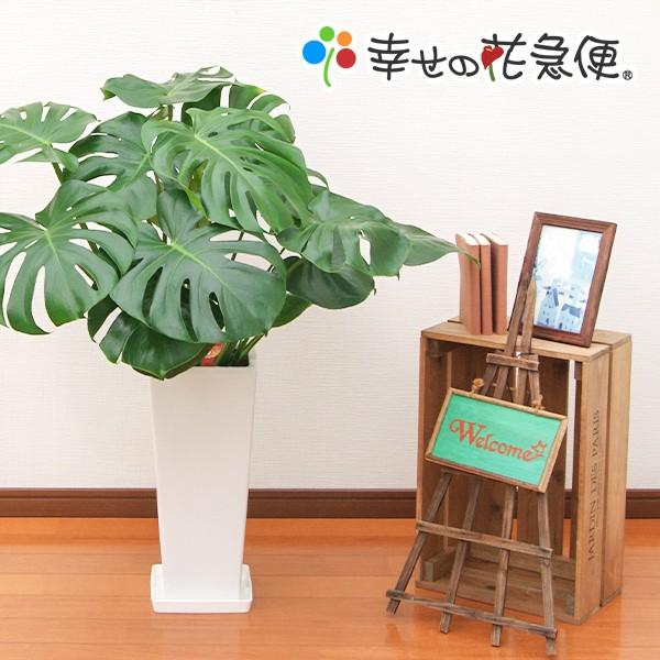 ⑥ 現品販売です。葉大きめ高さ約110㎝根上がりモンステラ7号鉢 観葉植物 モンステラ7号角高陶器-角鉢 新築越祝い 人気 : 観葉植物の