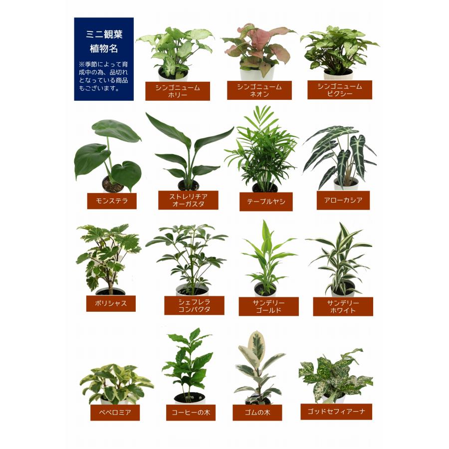 観葉植物 モンステラ7号角高陶器-角鉢 新築越祝い 人気｜hanakyubin｜16