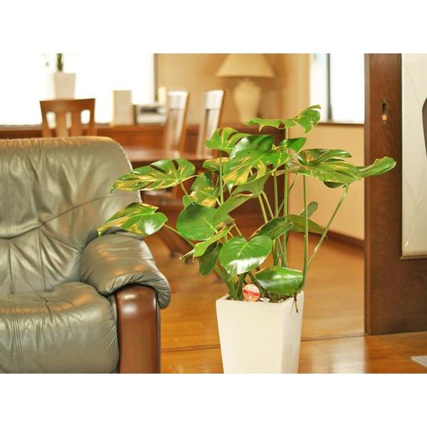 【観葉植物】モンステラ 観葉植物 モンステラ7号角高陶器-角鉢 新築越祝い 人気 : 観葉