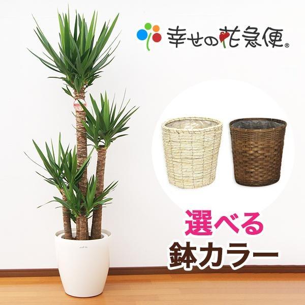 観葉植物 ユッカ 青年の木 10号プラスチック鉢 鉢カバー付 開店祝い インテリア 人気 ランキング 大型 観葉植物の生産直売 幸せの花急便 通販 Yahoo ショッピング