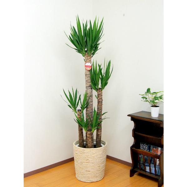 観葉植物 ユッカ(青年の木)10号プラスチック鉢(鉢カバー付) 開店祝い