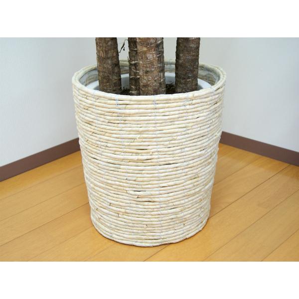 観葉植物 ユッカ(青年の木)10号プラスチック鉢(鉢カバー付) 開店祝い