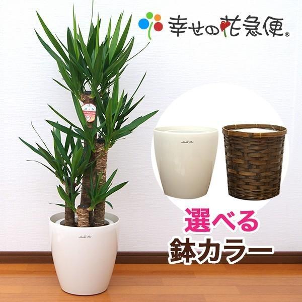 ユッカ 観葉植物 鉢植え 複数セット 観葉植物 ユッカ(青年の木)8号プラスチック鉢(鉢カバー付) 新築祝い