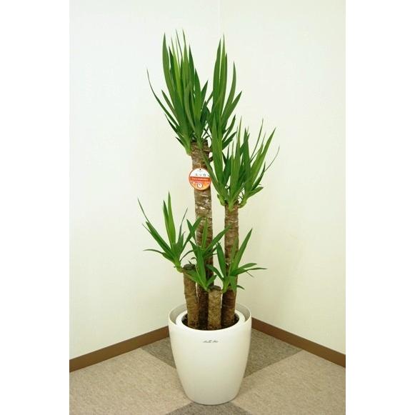 ユッカ　超極太 青年の木鉢植え 青年の木】ユッカ・エレファンティペス7号【バスケット鉢カバー