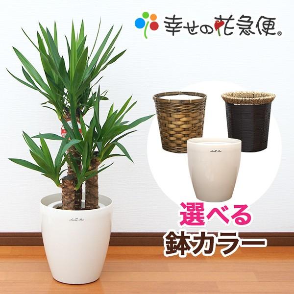 観葉植物 ユッカ(青年の木)7号プラスチック鉢(鉢カバー付) 人気