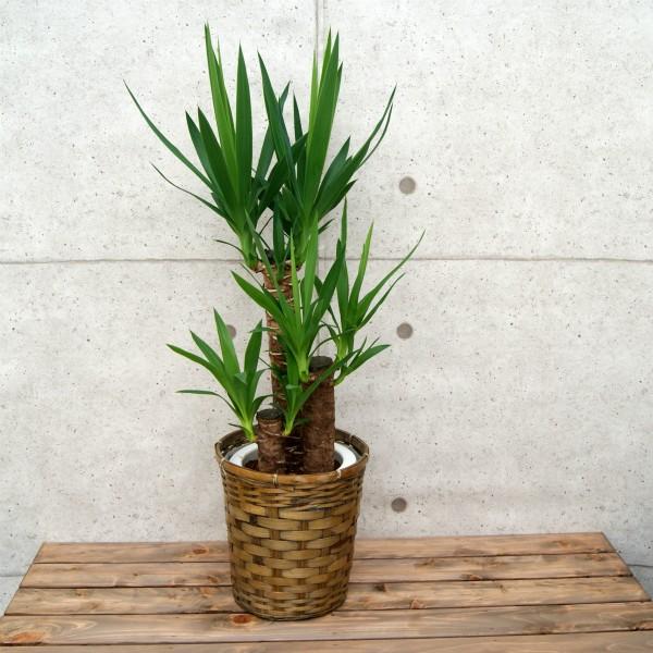 観葉植物 ユッカ(青年の木)7号プラスチック鉢(鉢カバー付) 人気