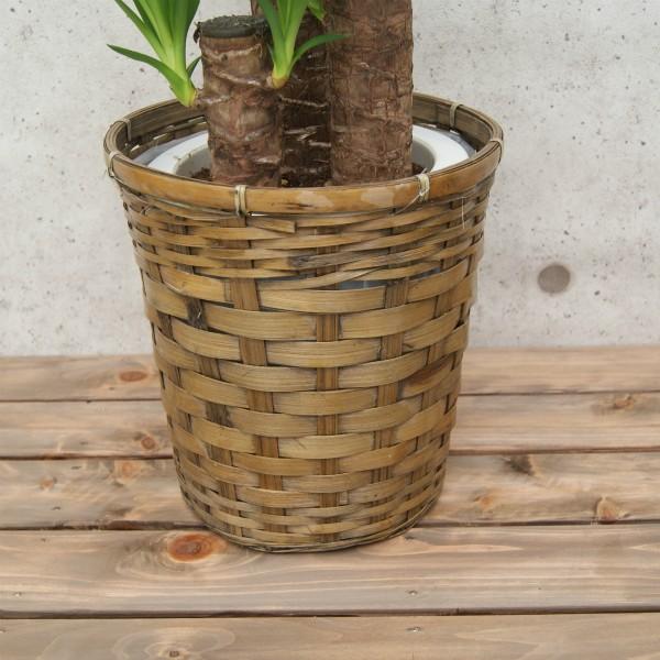 観葉植物 ユッカ(青年の木)7号プラスチック鉢(鉢カバー付) 人気