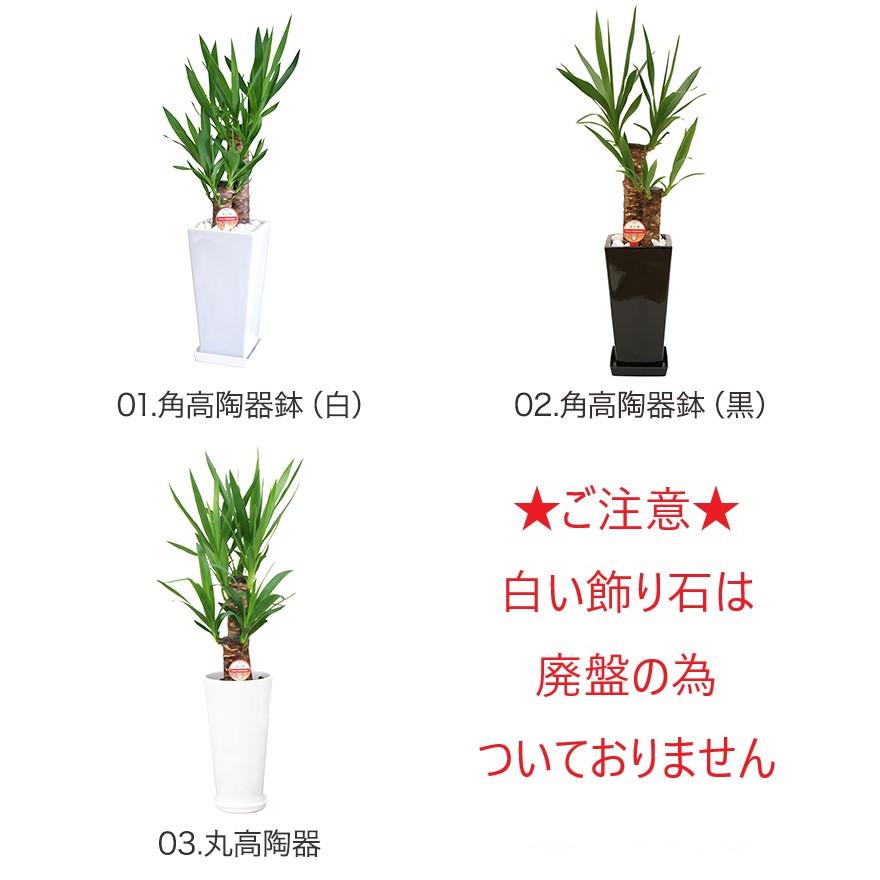 観葉植物 ユッカ(青年の木)6号鉢 新築祝い お返し インテリア 人気 
