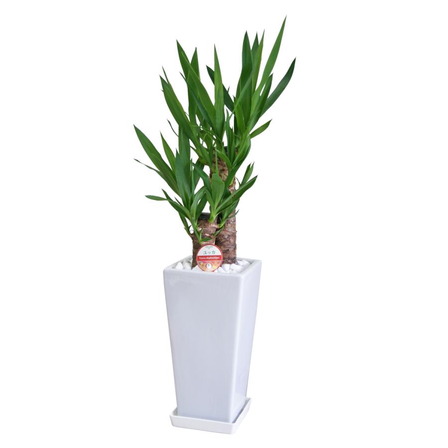 観葉植物 ユッカ(青年の木)6号鉢 新築祝い お返し インテリア 人気