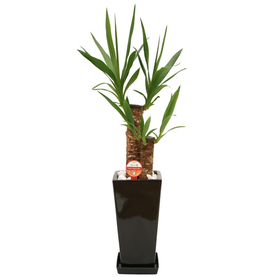 観葉植物 ユッカ(青年の木)6号鉢 新築祝い お返し インテリア 人気