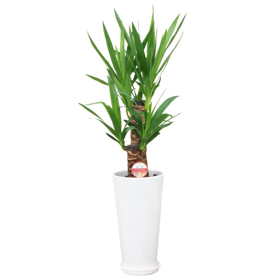 観葉植物 ユッカ(青年の木)6号鉢 新築祝い お返し インテリア 人気
