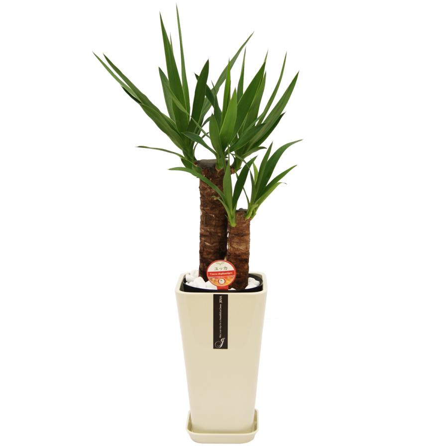 観葉植物 ユッカ(青年の木)6号鉢 新築祝い お返し インテリア 人気