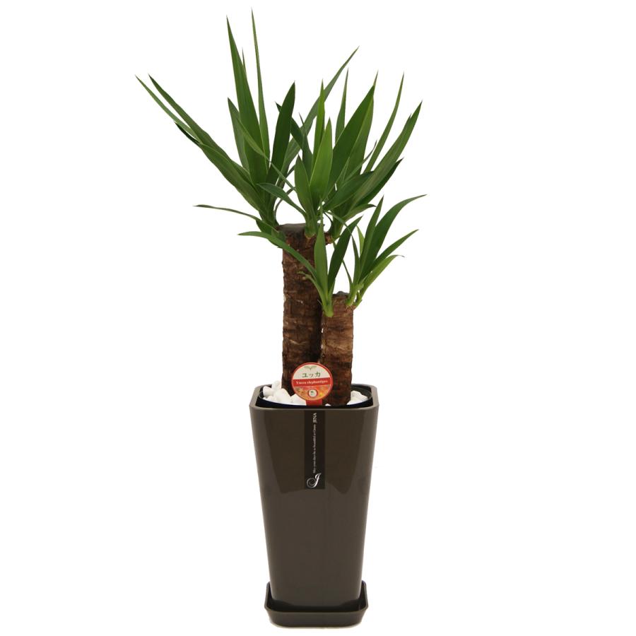 観葉植物 ユッカ(青年の木)6号鉢 新築祝い お返し インテリア 人気