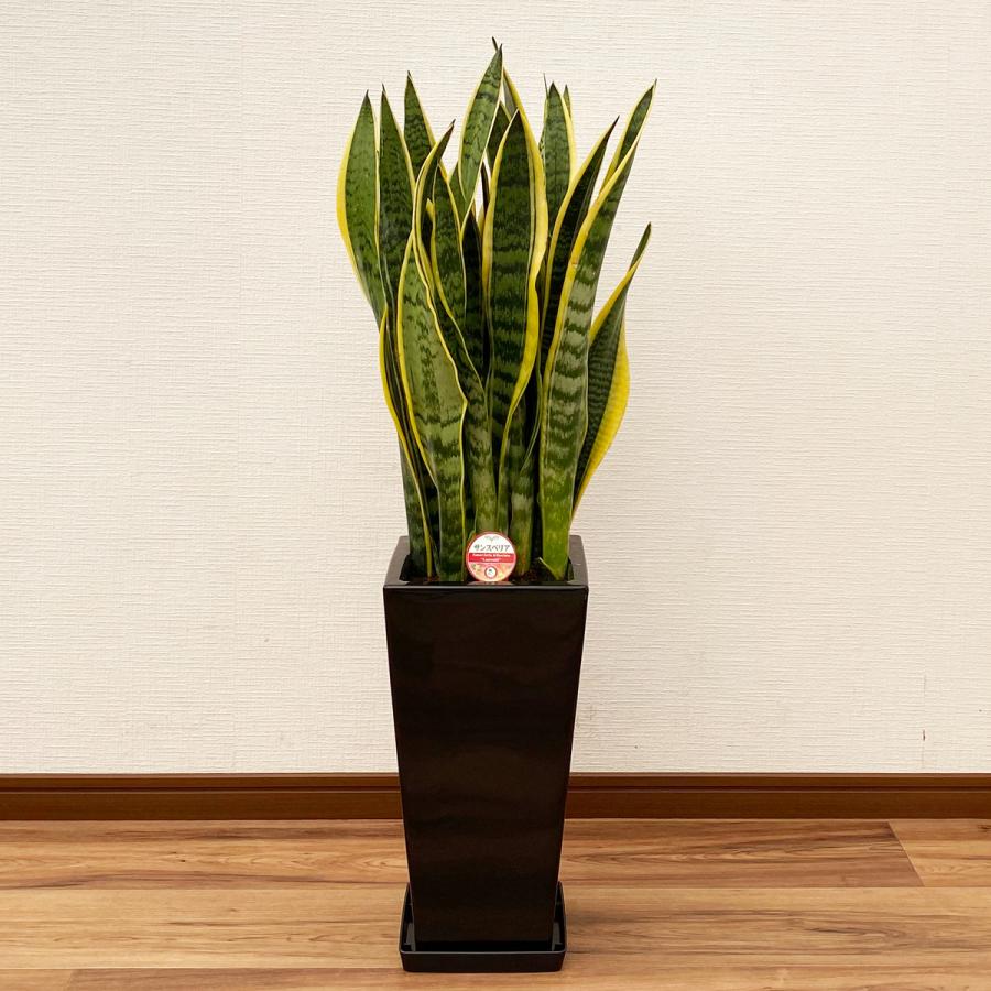 大きいサンスベリア 黒鉢付き 宝石のような観葉植物のお店 【Jewelry Plant】 サンスベリア 7
