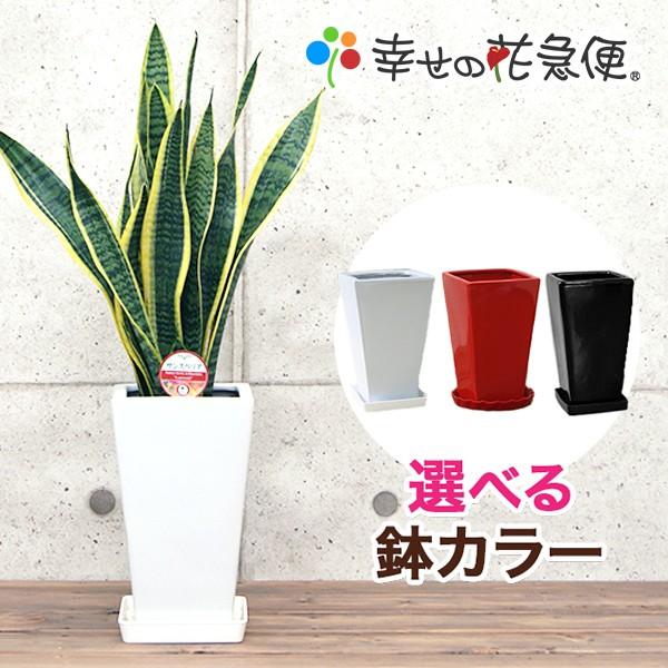人気激安 観葉植物 サンスベリア 5号角陶器鉢 白赤黒 新築祝い Wantannas Go Id