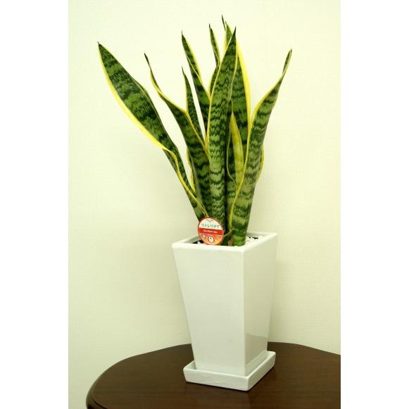 Harmonyサンスベリア5点 サンスベリア 5号 | 観葉植物通販