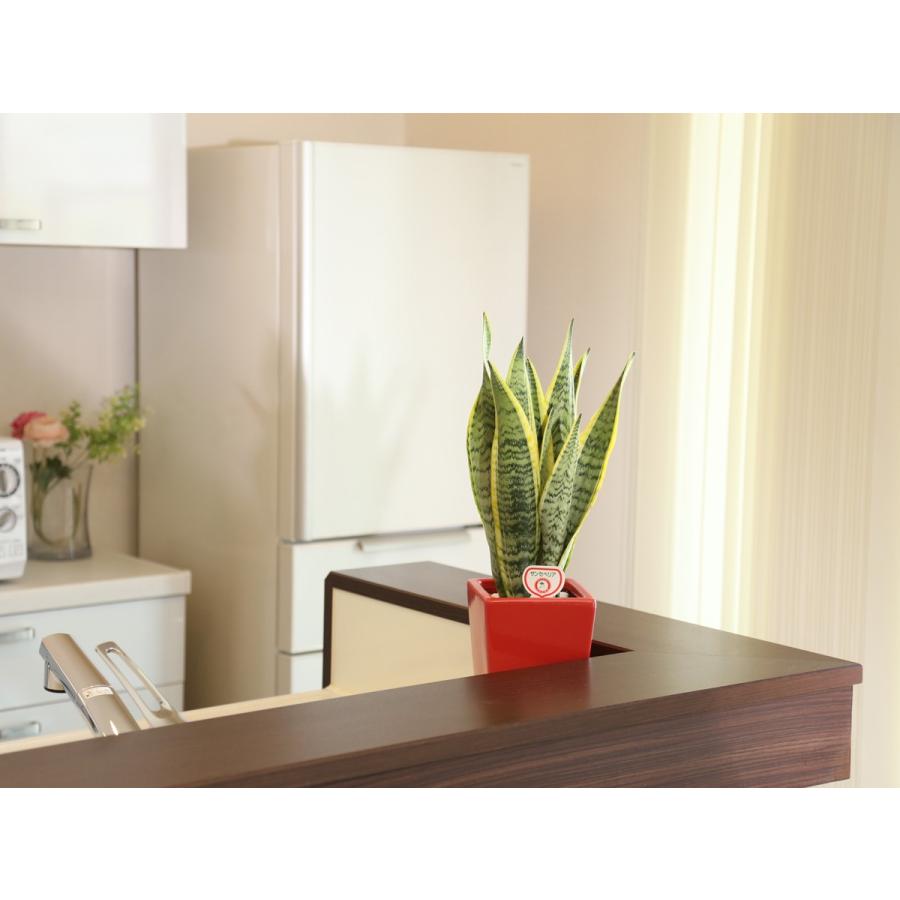 観葉植物 サンスベリア 5号陶器鉢 高さ約50〜65cm : 観葉植物の生産