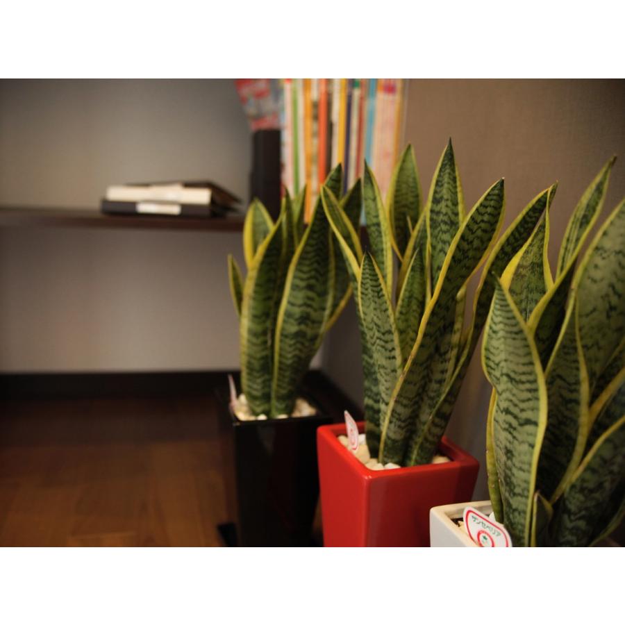 観葉植物 サンスベリア 5号陶器鉢 高さ約50〜65cm : 観葉植物の生産