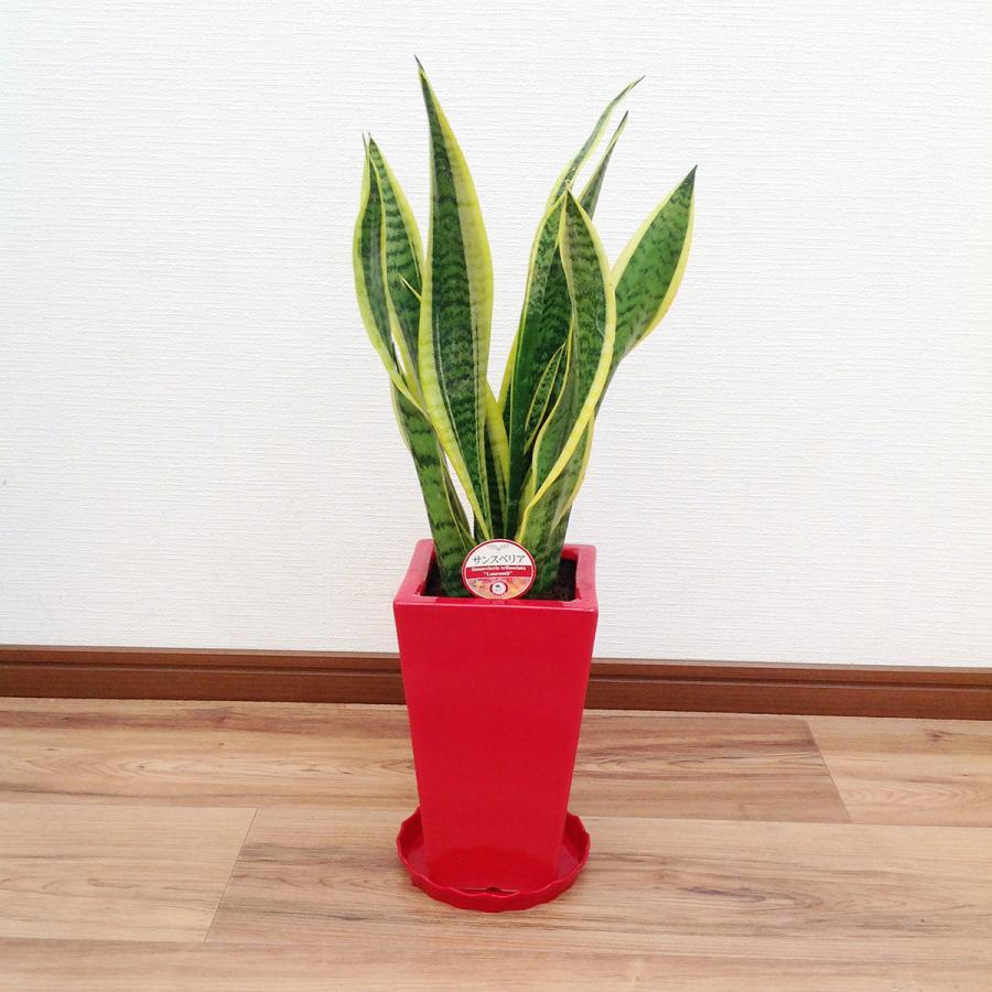 観葉植物 サンスベリア 5号陶器鉢 高さ約50〜65cm : 観葉植物の生産