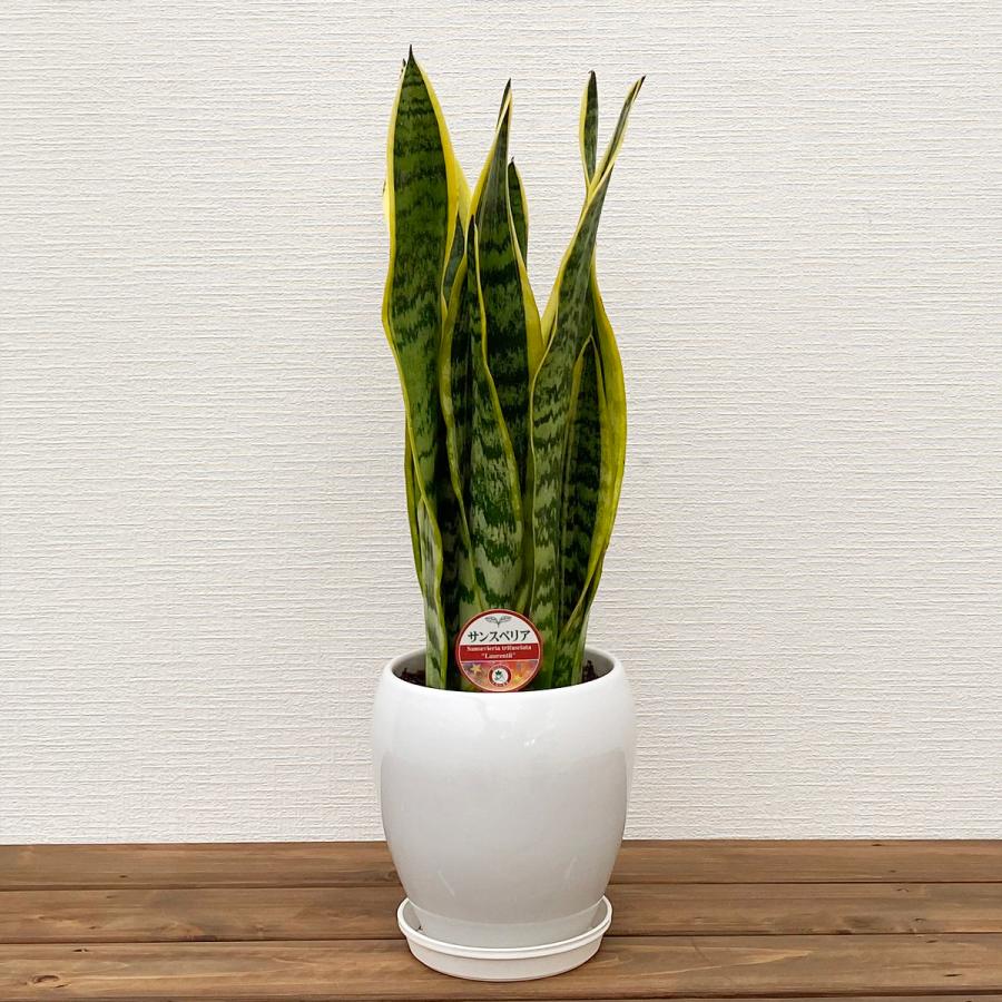 観葉植物 サンスベリア 5号陶器鉢 高さ約50〜65cm : 観葉植物の生産