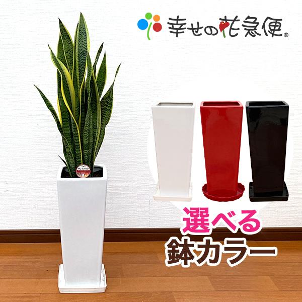 観葉植物 サンスベリア 7号陶器スリム-角鉢(白赤黒) 人気 新築祝い