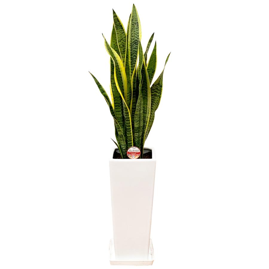 観葉植物 サンスベリア 7号陶器スリム-角鉢(白赤黒) 人気 新築祝い