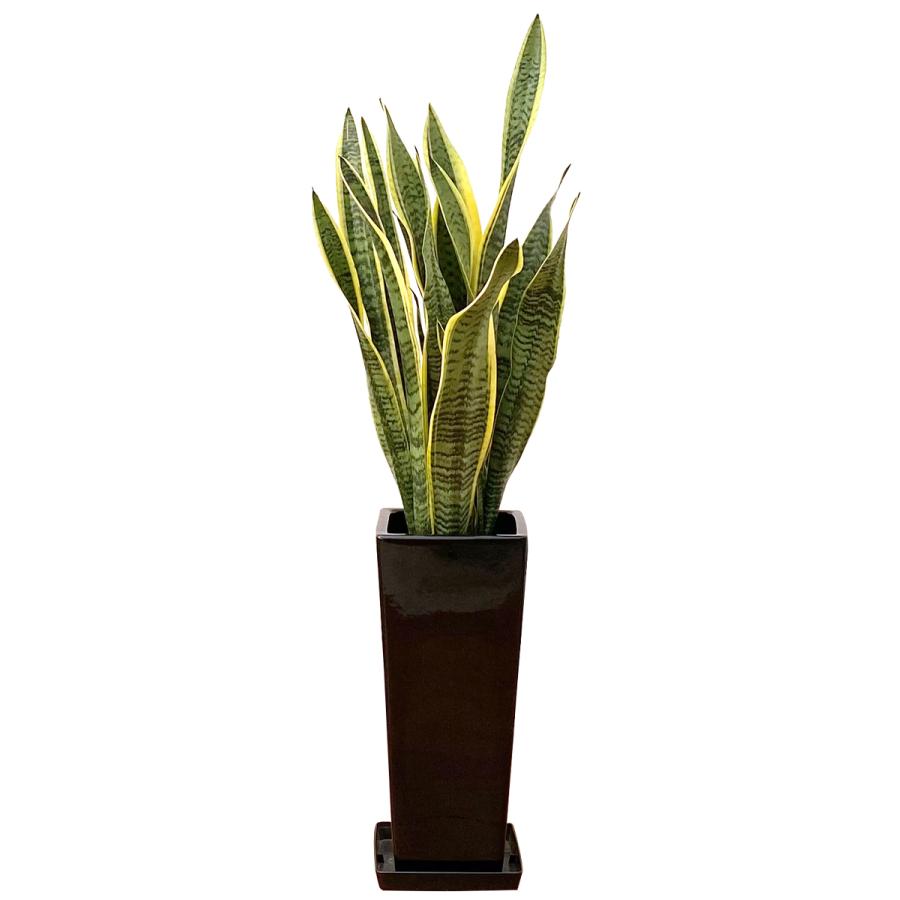 大きいサンスベリア 黒鉢付き 宝石のような観葉植物のお店 【Jewelry Plant】 サンスベリア 7