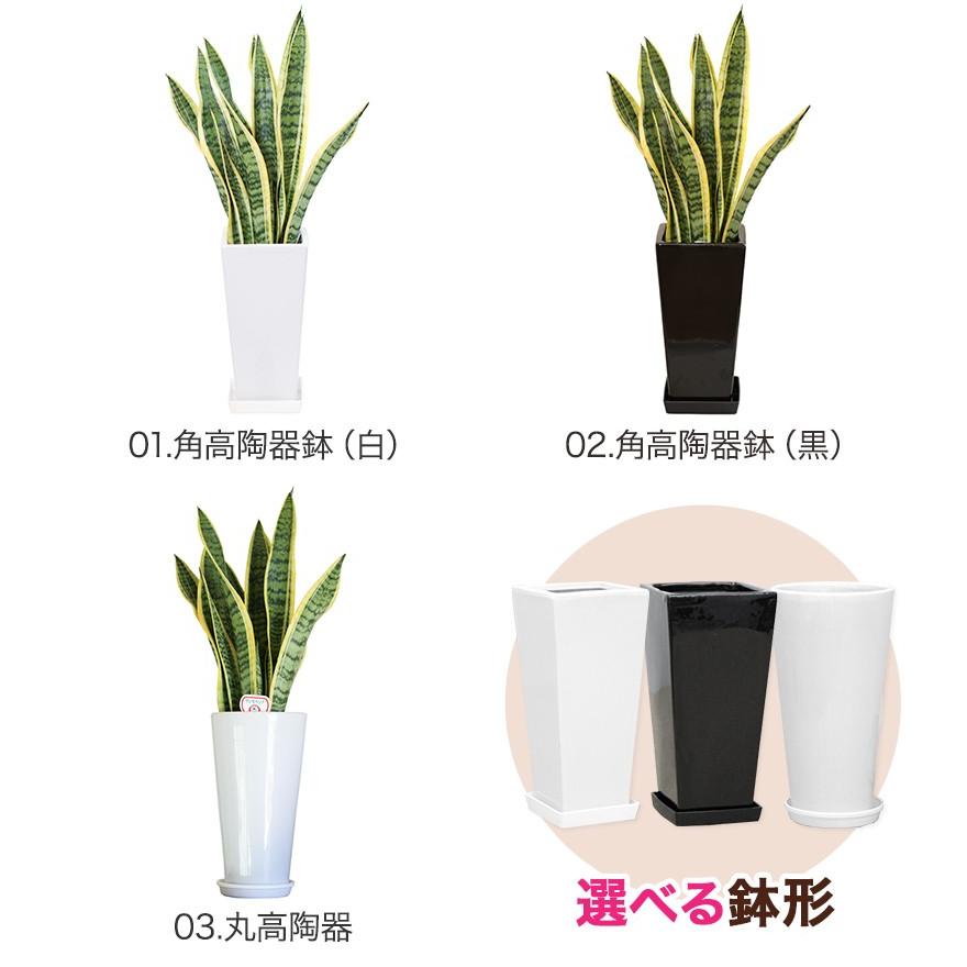 観葉植物 サンスベリア 6号鉢 開店祝い 人気 : 観葉植物の生産