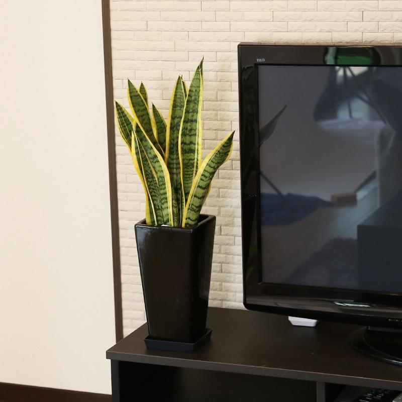 観葉植物 サンスベリア 6号鉢 開店祝い 人気 : 観葉植物の生産直売