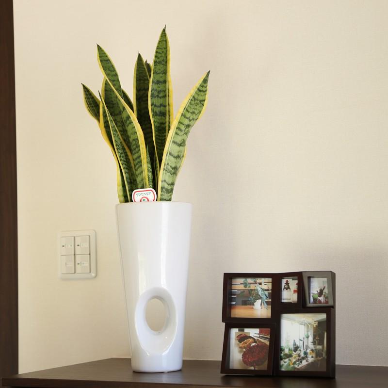 観葉植物 サンスベリア 6号鉢 開店祝い 人気 : 観葉植物の生産直売